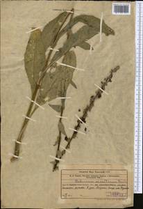 Verbascum sinaiticum Benth., Middle Asia, Western Tian Shan & Karatau (M3) (Uzbekistan)