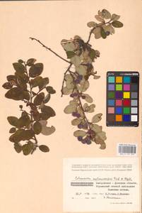 Cotoneaster laxiflorus (J.Jacq.) Lindl., Eastern Europe, South Ukrainian region (E12) (Ukraine)