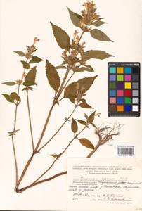 Galeopsis speciosa Mill., Eastern Europe, Moscow region (E4a) (Russia)