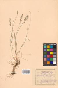 Poa glauca Vahl, Siberia, Russian Far East (S6) (Russia)