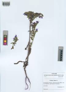 KUZ 005 975, Echium vulgare L., Siberia, Altai & Sayany Mountains (S2) (Russia)
