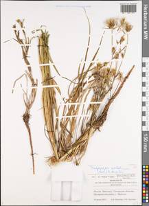 Tragopogon podolicus Besser ex DC., Eastern Europe, Middle Volga region (E8) (Russia)