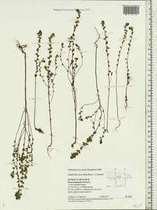 Euphrasia × vernalis List, Eastern Europe, Central region (E4) (Russia)