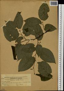 Carpinus cordata Blume, Siberia, Russian Far East (S6) (Russia)