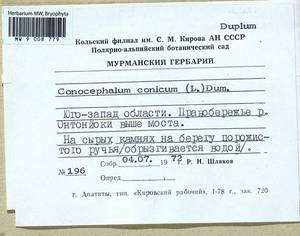 Conocephalum conicum (L.) Dumort., Bryophytes, Bryophytes - Karelia, Leningrad & Murmansk Oblasts (B4) (Russia)
