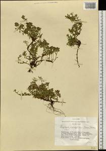 Thymus mongolicus (Ronniger) Ronniger, Siberia, Altai & Sayany Mountains (S2) (Russia)