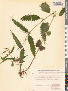 Urtica dioica var. holosericea Fr., Siberia, Chukotka & Kamchatka (S7) (Russia)