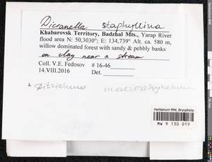 Dicranella varia (Hedw.) Schimp., Bryophytes, Bryophytes - Russian Far East (excl. Chukotka & Kamchatka) (B20) (Russia)