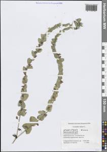 Cerinthe minor L., Caucasus, Black Sea Shore (from Novorossiysk to Adler) (K3) (Russia)