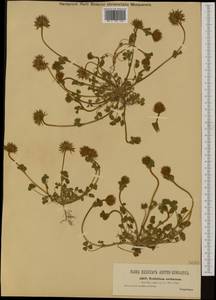 Trifolium stellatum L., Western Europe (EUR) (Slovenia)
