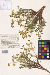 Zygophyllum pinnatum Cham. & Schltdl., Eastern Europe, Eastern region (E10) (Russia)