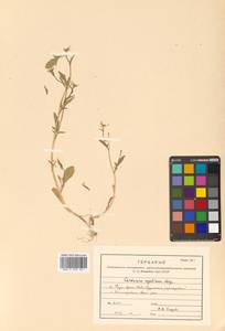 Cardamine scutata Thunb., Siberia, Russian Far East (S6) (Russia)