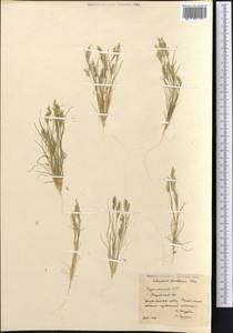 Schismus arabicus Nees, Middle Asia, Karakum (M6) (Turkmenistan)