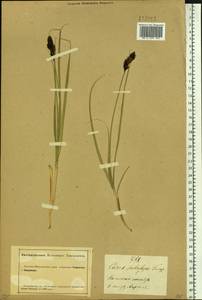 Carex sabulosa Turcz. ex Kunth, Siberia, Altai & Sayany Mountains (S2) (Russia)