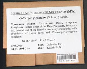 Calliergon giganteum (Schimp.) Kindb., Bryophytes, Bryophytes - Karelia, Leningrad & Murmansk Oblasts (B4) (Russia)