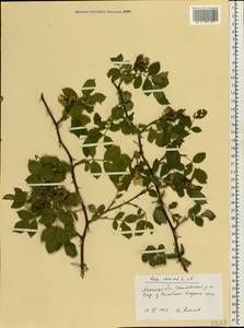 Rosa canina L., Eastern Europe, Central forest-and-steppe region (E6) (Russia)