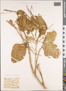 Brassica juncea (L.) Czern., Caucasus, Georgia (K4) (Georgia)