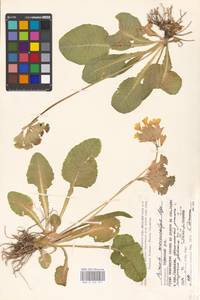 Primula veris subsp. macrocalyx (Bunge) Lüdi, Caucasus, Azerbaijan (K6) (Azerbaijan)