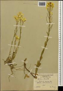 Erysimum ibericum (Adams) DC., Caucasus, South Ossetia (K4b) (South Ossetia)