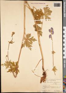 Aconitum nemorum Popov, Middle Asia, Pamir & Pamiro-Alai (M2) (Kyrgyzstan)