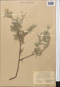 Salix capusii Franch., Middle Asia, Pamir & Pamiro-Alai (M2) (Tajikistan)