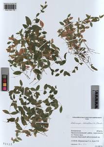 KUZ 004 178, Moehringia lateriflora (L.) Fenzl, Siberia, Altai & Sayany Mountains (S2) (Russia)