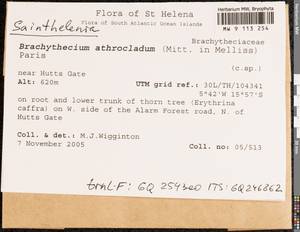 Sainthelenia athroclada (Mitt.) Ignatov & M. Wigginton, Bryophytes, Bryophytes - Africa (BAf) (Saint Helena, Ascension and Tristan da Cunha)