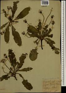 Taraxacum serotinum (Waldst. & Kit.) Poir., Eastern Europe, North Ukrainian region (E11) (Ukraine)