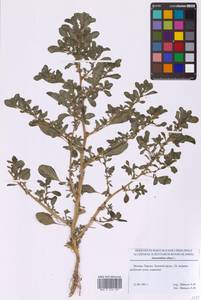 Amaranthus albus L., Eastern Europe, Moscow region (E4a) (Russia)
