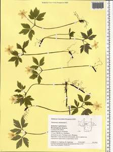 Anemone nemorosa L., Eastern Europe, Central region (E4) (Russia)