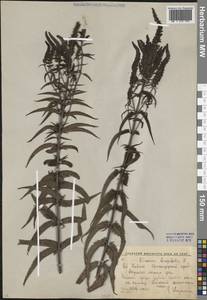 Veronica longifolia L., Caucasus, Krasnodar Krai & Adygea (K1a) (Russia)