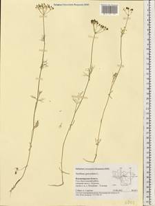 Anethum graveolens L., Eastern Europe, Central region (E4) (Russia)