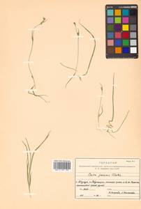 Carex jacens C.B.Clarke, Siberia, Russian Far East (S6) (Russia)