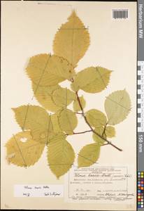 Ulmus laevis Pall., Eastern Europe, Moscow region (E4a) (Russia)