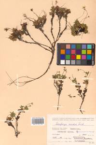 Micranthes merkii subsp. merkii, Siberia, Chukotka & Kamchatka (S7) (Russia)