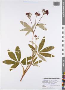 Comarum palustre L., Eastern Europe, Belarus (E3a) (Belarus)
