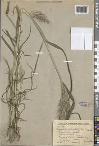Echinochloa crus-galli (L.) P.Beauv., Eastern Europe, Central forest-and-steppe region (E6) (Russia)
