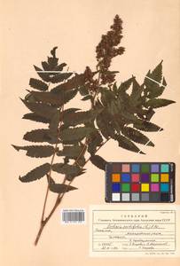 Sorbaria sorbifolia (L.) A. Braun, Siberia, Russian Far East (S6) (Russia)