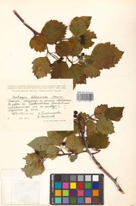 Crataegus chlorosarca Maxim., Siberia, Russian Far East (S6) (Russia)