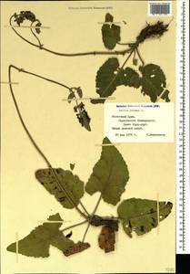 Salvia nutans L., Crimea (KRYM) (Russia)