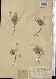 Psychrogeton olgae (Regel & Schmalh.) Novopokr. ex Nevski, Middle Asia, Pamir & Pamiro-Alai (M2) (Uzbekistan)