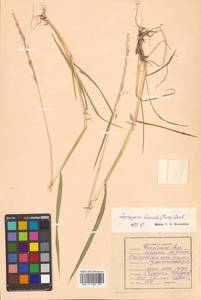 Elymus macrourus (Turcz.) Tzvelev, Siberia, Russian Far East (S6) (Russia)