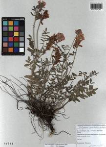 KUZ 001 267, Hedysarum gmelinii Ledeb., Siberia, Altai & Sayany Mountains (S2) (Russia)