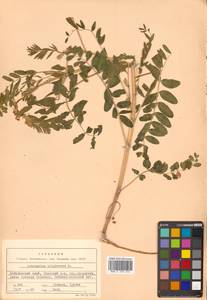 Astragalus uliginosus L., Siberia, Russian Far East (S6) (Russia)