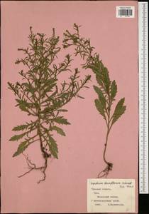 Lepidium densiflorum Schrad., Eastern Europe, Central region (E4) (Russia)