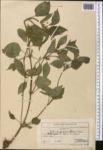 Galinsoga parviflora Cav., Middle Asia, Northern & Central Tian Shan (M4) (Kazakhstan)