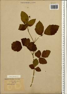 Rubus caesius L., Caucasus, Krasnodar Krai & Adygea (K1a) (Russia)