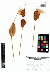 Typha laxmannii Lepech., Siberia, Baikal & Transbaikal region (S4) (Russia)