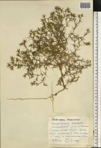 Ceratocarpus arenarius L., Eastern Europe, South Ukrainian region (E12) (Ukraine)