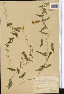 Calystegia sepium (L.) R. Br., Middle Asia, Muyunkumy, Balkhash & Betpak-Dala (M9) (Kazakhstan)